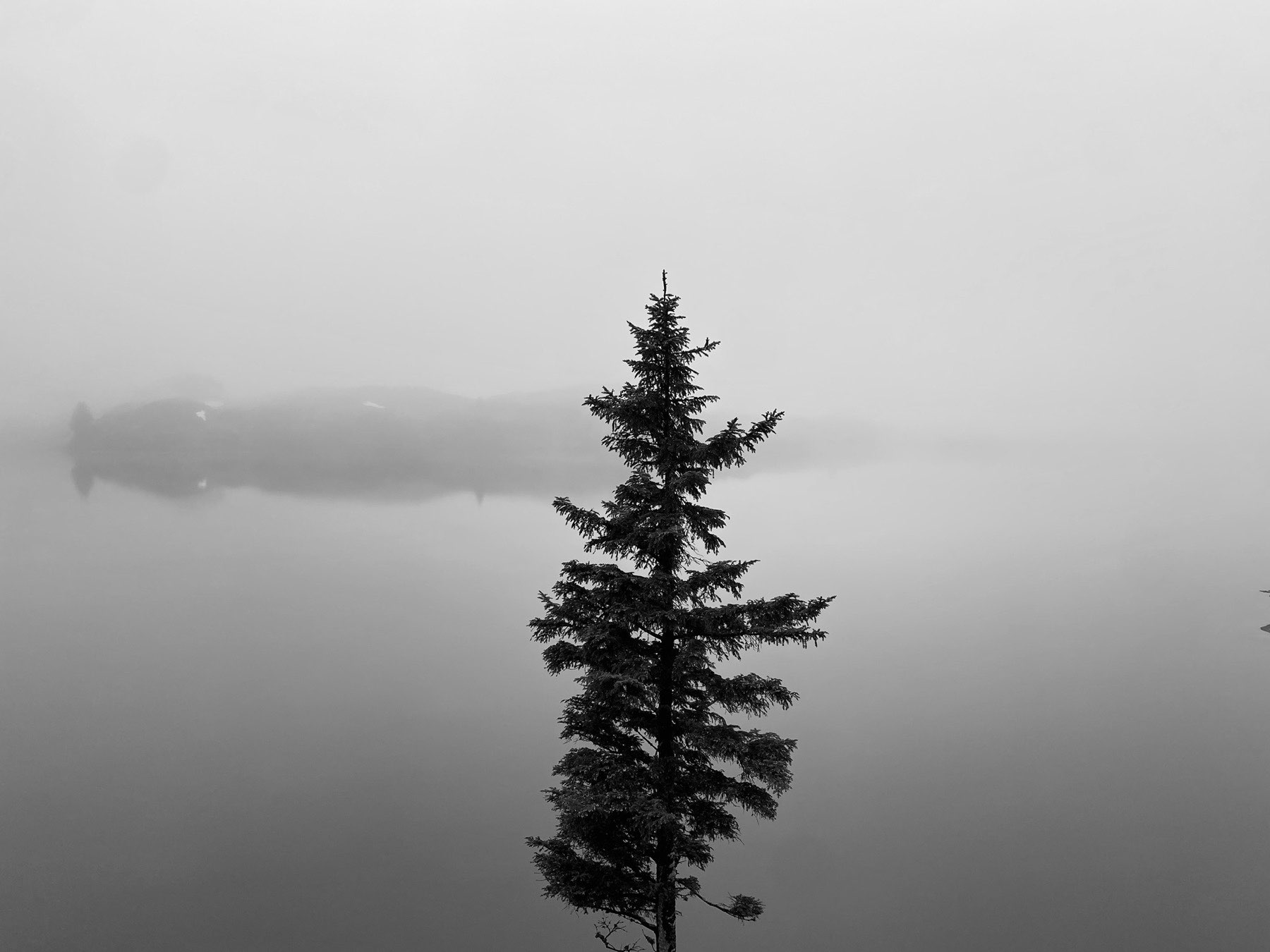 Mystic Tree I